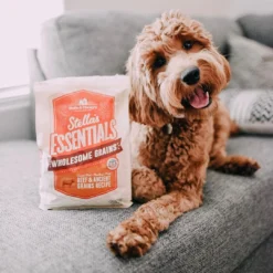Stella & Chewy's Stella's Essentials Grass-Fed Beef & Ancient Grains Recipe Dry Dog Food -Blue Boo Pet Care Shop 3lb Lifestyle DogWithPackaging SEKibble Beef K SE BG 3 v2