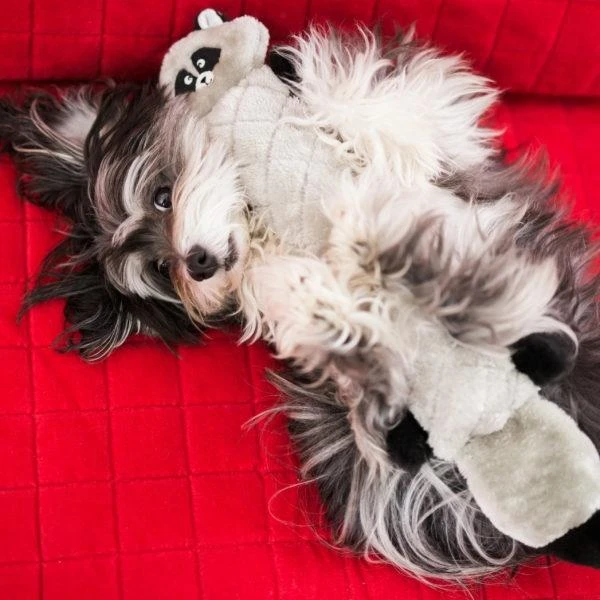 ZippyPaws Jigglerz No Stuffing Raccoon Plush Dog Toy 2 ZippyPaws Jigglerz No Stuffing Raccoon Plush Dog Toy - Image 2