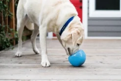 Planet Dog ORBEE-TUFF SNOOP 7 Planet Dog ORBEE-TUFF SNOOP -Blue Boo Pet Care Shop 68743 planetdog snoop blu pdp8