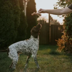 Benebone Maplestick -Blue Boo Pet Care Shop benebone murphyxcharley stick bacon large digitalrights 02