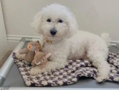 Tall Tails Baby Owl With Squeaker -Blue Boo Pet Care Shop kasperandbanksy 8