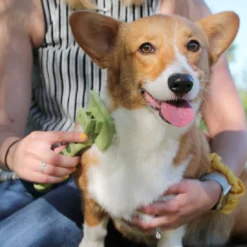 Coastal Pet Products Safari Dog Self-Cleaning Slicker Brush -Blue Boo Pet Care Shop oiv5wxlba5pci5k4chxm