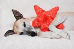 Fluff & Tuff Ziggy Starfish Toy -Blue Boo Pet Care Shop starfish lifestyle 59814.1574438379
