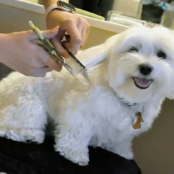 Coastal Pet Products Safari Dog Grooming Combs For Medium And Fine Coats -Blue Boo Pet Care Shop w8h5oossp6dquycrrgrq