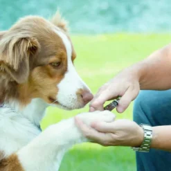 Coastal Pet Products Safari Guillotine Dog Nail Trimmer -Blue Boo Pet Care Shop y3wldgzktdfchmgrxmyz